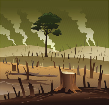 Deforestation